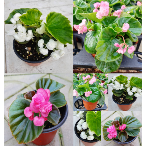 칙칙한 내 방에 생기를 불어넣자! 팝콘 베고니아로 완성하는 나만의 플랜테리어 🌱 팝콘베고니아