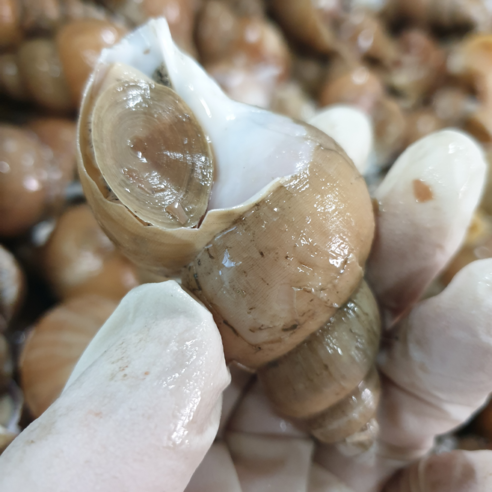 자연산 활 백골뱅이로 건강하고 맛있는 식사를 만드세요