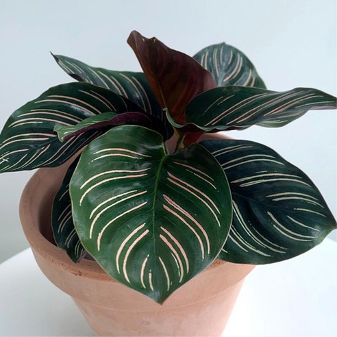 칼라데아 오나타 중품 토분완제품 특이한잎 플랜테리어 아름다운잎 인테리어