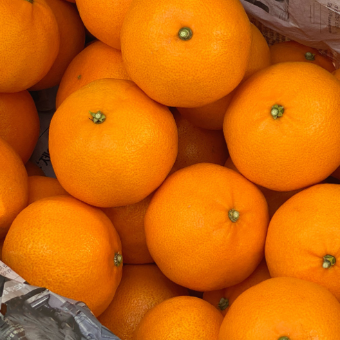 제주 자연의 맛을 담은 프리미엄 천혜향 선물세트