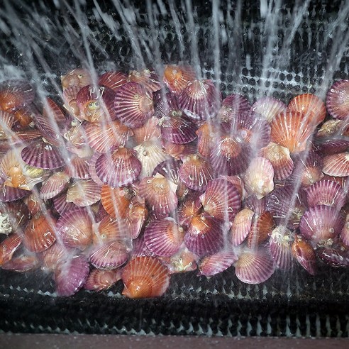 통영의 신선하고 깨끗한 제철 가리비, 초장 서비스로 풍부한 맛을 제공