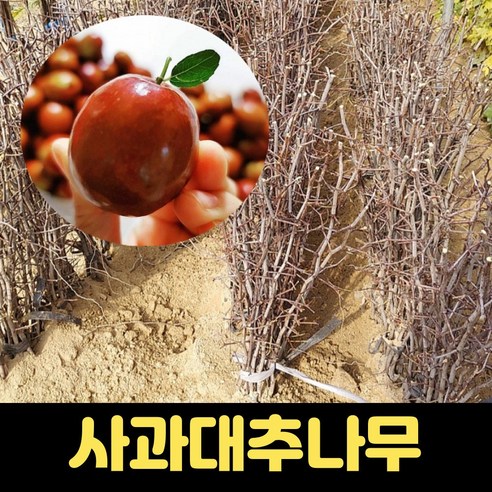 사과대추나무 묘목 옥천 특묘 왕대추 과일나무묘목, 1개