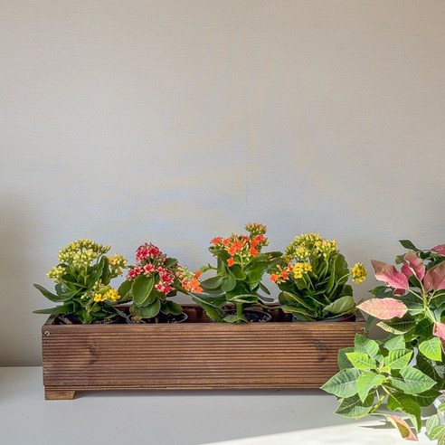 자연을 담은 공간, 직사각 방부목 화분으로 시작하는 나만의 작은 정원