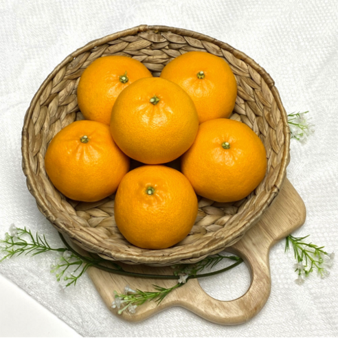 제주 자연의 맛을 담은 프리미엄 천혜향 선물세트