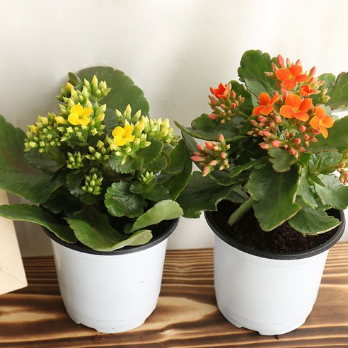 삭막한 일상에 생기를 더하는 카랑코에 4총사!