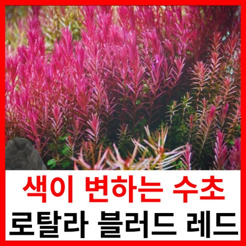 붉은 수초 로망, 이제 현실로! 로탈라 블러드 레드 심어본 솔직 후기 로탈라블러드레드