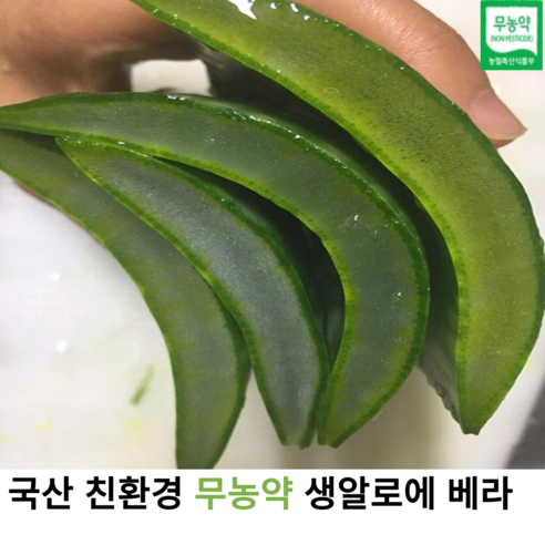 국내산 무농약 친환경 생 잎 알로에 베라 2kg 3kg 5kg 10kg 국산 유기농 알로에베라 식용 알로에잎 사포나니아 생잎 알로에주스 알로에팩, 1개