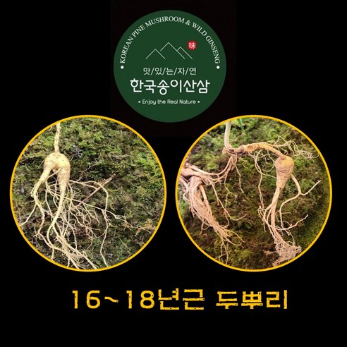 한국송이산삼 자연산 산삼 야생산삼 진품감정서 명절선물 26~29년근 2뿌리 자연산산삼 산삼판매 자연삼 지종삼 천종삼 산삼먹는법 산삼효능 산삼의효능 부모님건강식품, 2개