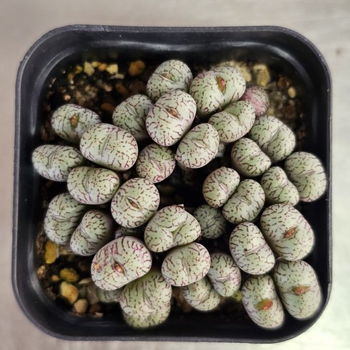 (둥이다육) 프렌파븀 conophytum 코노 코노피튬, 1개