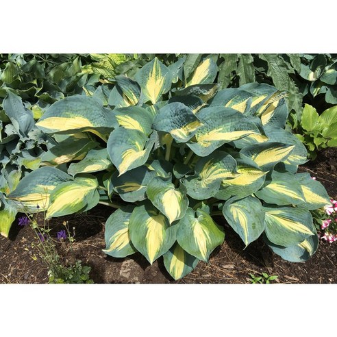 호스타 드림퀸으로 꿈결처럼 아름다운 정원을 완성하세요.