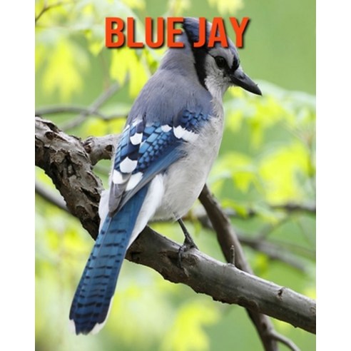 Blue Jay: Fun Learning Facts About Blue Jay Paperback, Independently Published, English, 9798694305648
