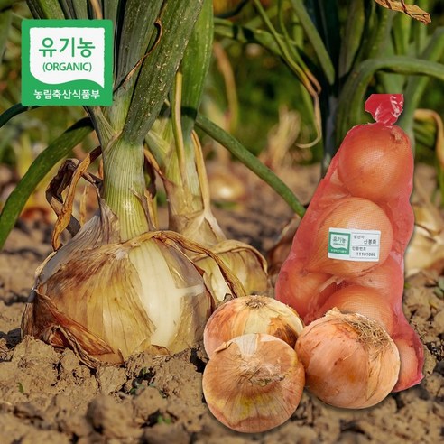 유기농 양파 무농약 친환경 국내산 양파, 1개, 유기농 통 양파 2kg