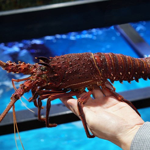 호주의 바다에서 직송된 생생하고 통큰 맛, 정글의법칙 살아있는 활 크레이피쉬