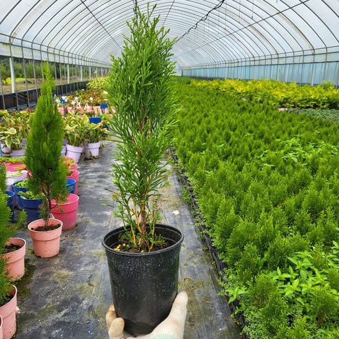 자연을 집 안으로 초대하는 에메랄드그린