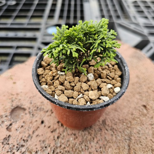 작은 공간에 심는 행복, 미니 청짜보로 나만의 특별한 정원을 만드세요.