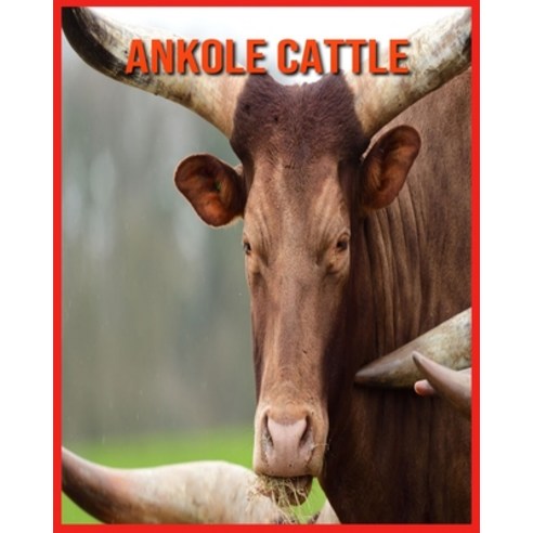 Ankole Cattle: Learn About Ankole Cattle and Enjoy Colorful Pictures Paperback, Independently Published, English, 9798706669782