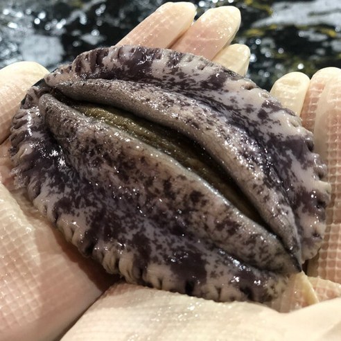 해신수산 완도활전복 특특대 6∼7미 1kg, 단일속성, 1개