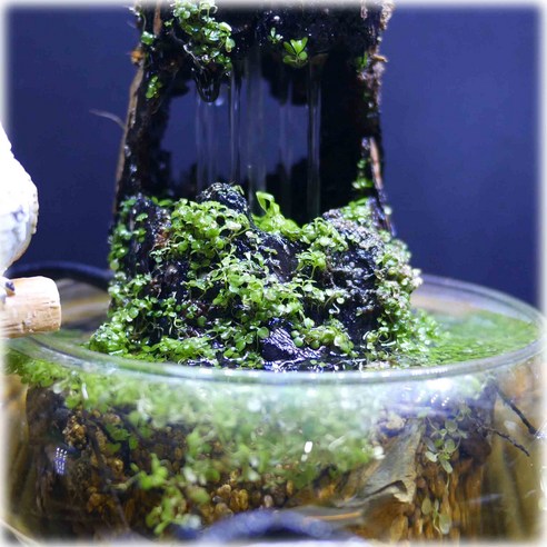 모두가 좋아하는 미니 분수대 실내연못 천연가습 식물 키트: 아름다운 자연속으로 떠나는 실내 가습의 여정 강추물건 후기평가모음 단점/장점 가격 만족도