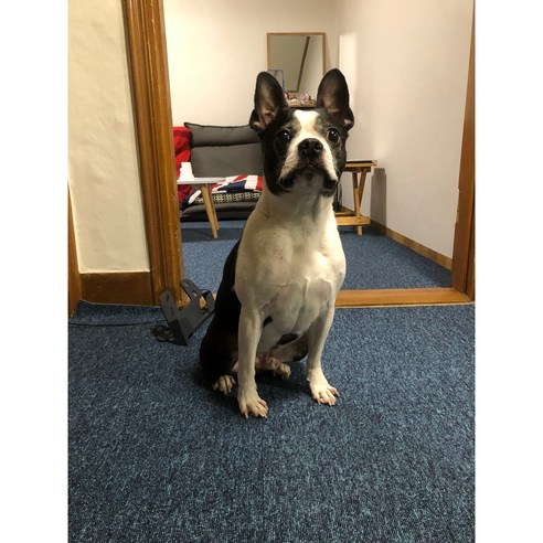 애완견의 건강과 편안함을 위한 필수품: 강아지 매트 타일 카펫