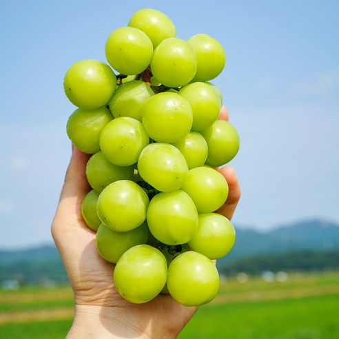 다조은 비파괴당도선별 샤인머스켓, 500g, 1팩 13 농촌감성 샤인머스켓 고당도 프리미엄 망고 포도 씨없는 포도 추석 선물, 2-3수(약 2kg 내외), 1개