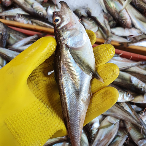 국내산 묵호항 생물 알 도루묵, 1개, 500g