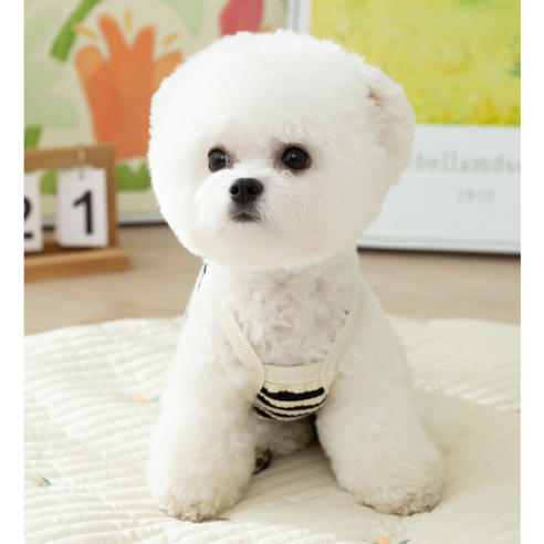 세련된 강아지 옷으로 시원하게 여름을 보내보세요.