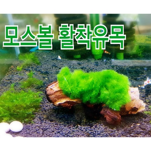 아쿠아마켓 모스볼 활착유목, 1개