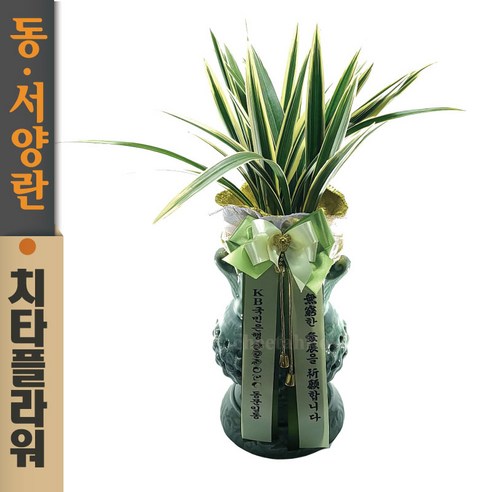 치타플라워 동양란 태양금 투각청자분 [CD08-003] 승진 개업 축하 난 동양난 영전 취임 생일 선물 화분 고급 란 전국 배송 꽃배달