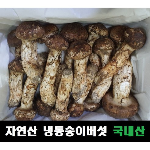 송이버섯 자연산 냉동 국내산, 등외품 1kg, 1개