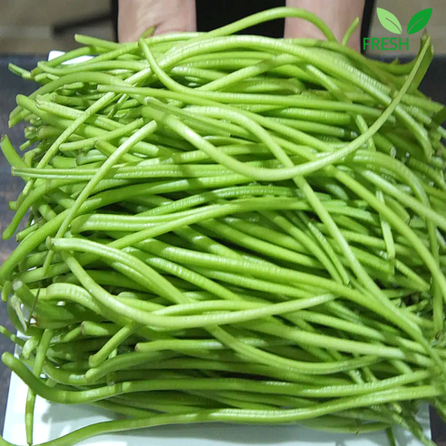 [2026년 첫 수확] 국내산 생 고구마순 청대 고구마줄기, 1개, 1kg