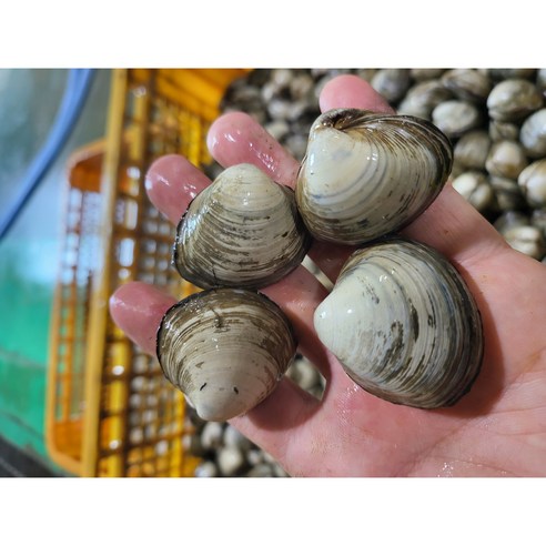 청정지역 고창 갯벌 동죽 물총조개 해감조개, 1개, 물총조개1kg