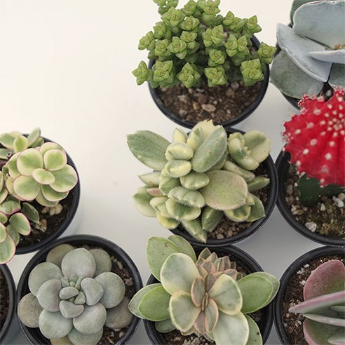삭막한 일상에 생기를! 미니 다육이 세트로 만드는 나만의 작은 정원