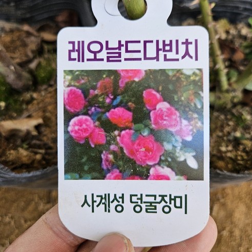 사계 줄장미 (레오나르도 다빈치) 개화주 (포트묘) 1주, 1개, 레오나르도 다빈치