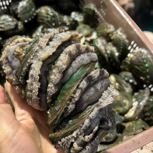 파도스토리 완도전복 2kg 왕특대 직거래 산지직송 선물세트 손질칼 증정, 1세트, 2kg(톡대 20-22미)