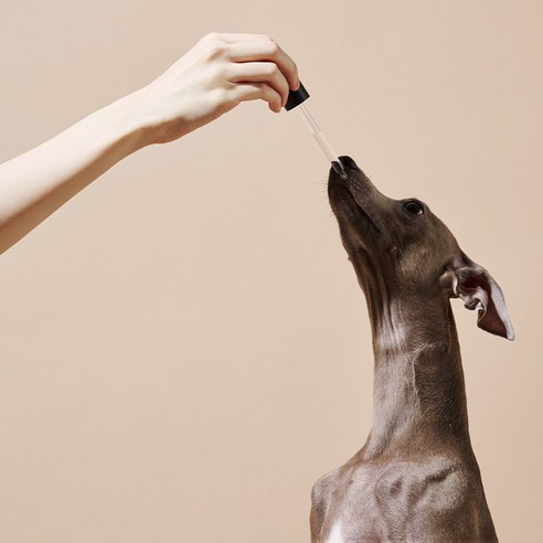 무지조타 헬리코독 강아지 고양이 유산균 영양제 고농축 액상 프로바이오틱스, 30회분, 장건강/유산균, 2개