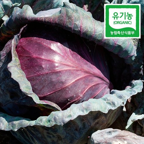 건강과 맛을 위한 친환경적 솔루션: 무농약 적양배추