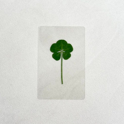 일상에 행운을 더하는 특별한 위로, 다섯잎클로버 코팅 카드