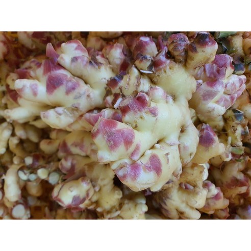 정성과 품질이 담긴 영주 햇생강