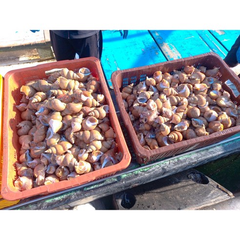[공영농수산] 동해안 골뱅이 제철 백골뱅이 백고동 1kg, 20개, 대 1Kg