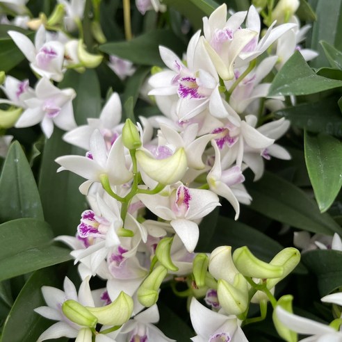 화분배달  긴기아난 미니종 흰색 꽃 없는시기 한정판매 온정원 공기정화식물