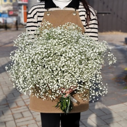 매일의 생활에 화사한 색감과 향기를 더하는 데일리꽃 안개꽃 생화 반단