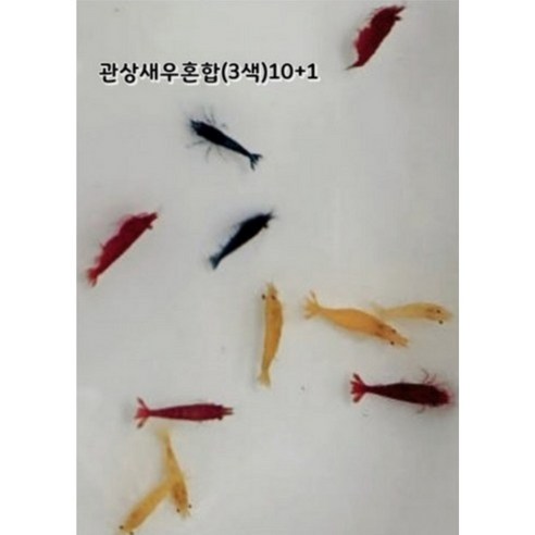 오색찬란한 수중 정원: 관상 새우 혼합(3색)으로 생기를 불어넣다 관상새우