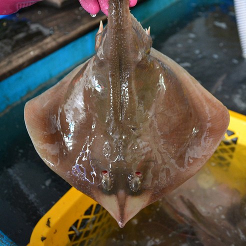 지구팡 자연산 손질 간재미 1kg 매운탕용 횟감용 가오리 업소용 안주 간식 캠핑, 1kg(손질후700g)매운탕용, 1개 Best Top5