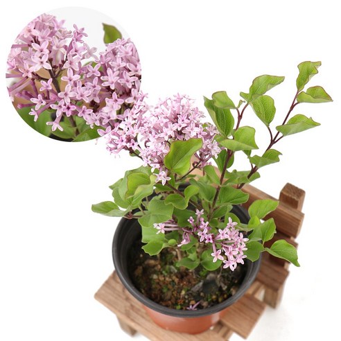 향긋한 보랏빛 유혹, 갑조네 미스김라일락으로 정원을 물들이다 라일락묘목