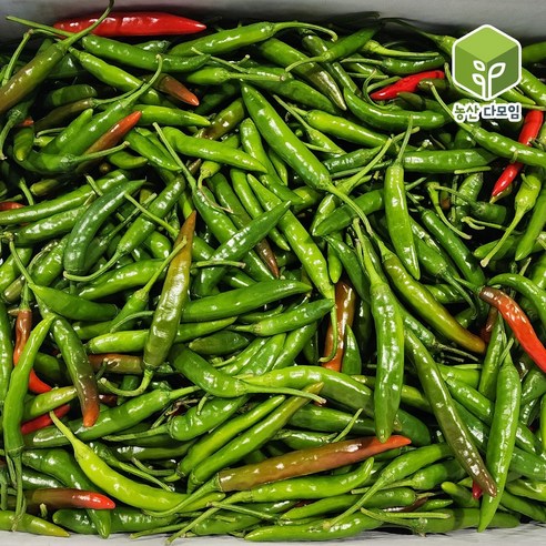 국내산 땡초 청양고추 대량 도매 식자재 10kg, 1개 청양고추10kg
