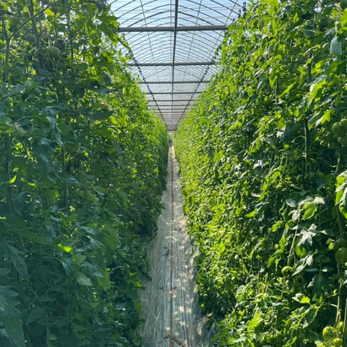 대저 짭짤이 토마토: 맛과 건강을 담은 붉은 보석