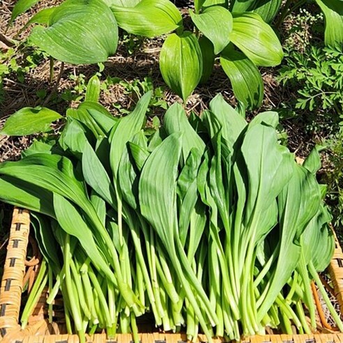 강원도 생잎 대명이 장아찌용 산마늘 명이나물, 1kg, 1개