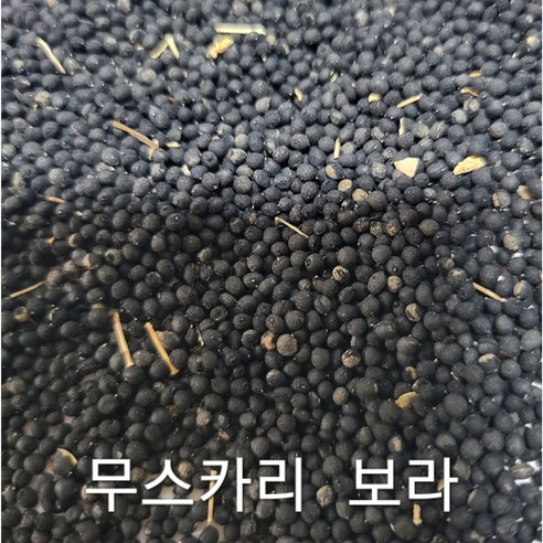 무스카리 씨앗으로 삭막한 일상에 싱그러운 행복을 더하세요.