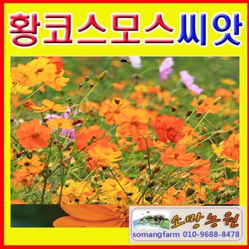 C(소망)황색코스모스꽃씨앗(100g)황화코스모스씨앗