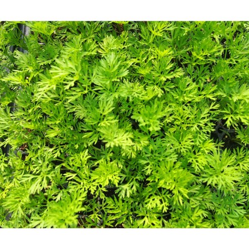 텃밭 초보도 금손 되는 마법, (모종뜰) 당근모종으로 시작하세요!